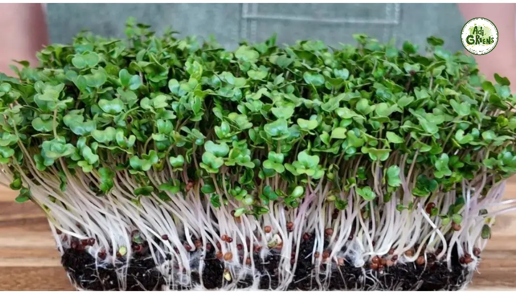 Fresh broccoli microgreens
