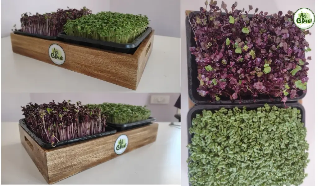 Fresh live tray of microgreens