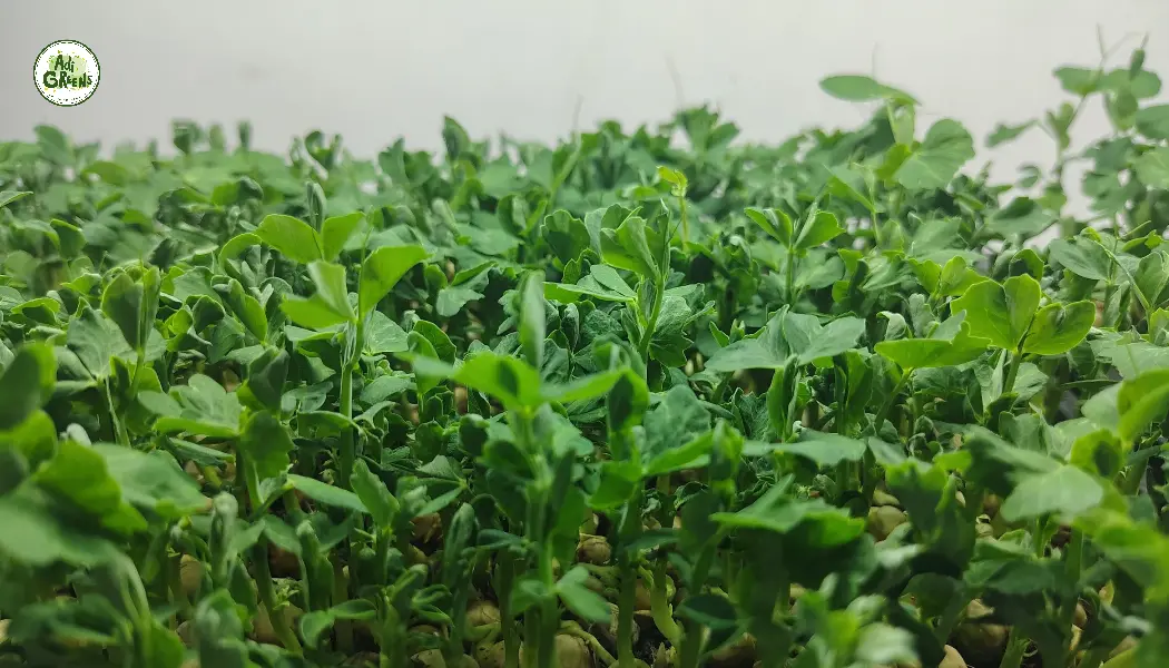 Pea Shoots