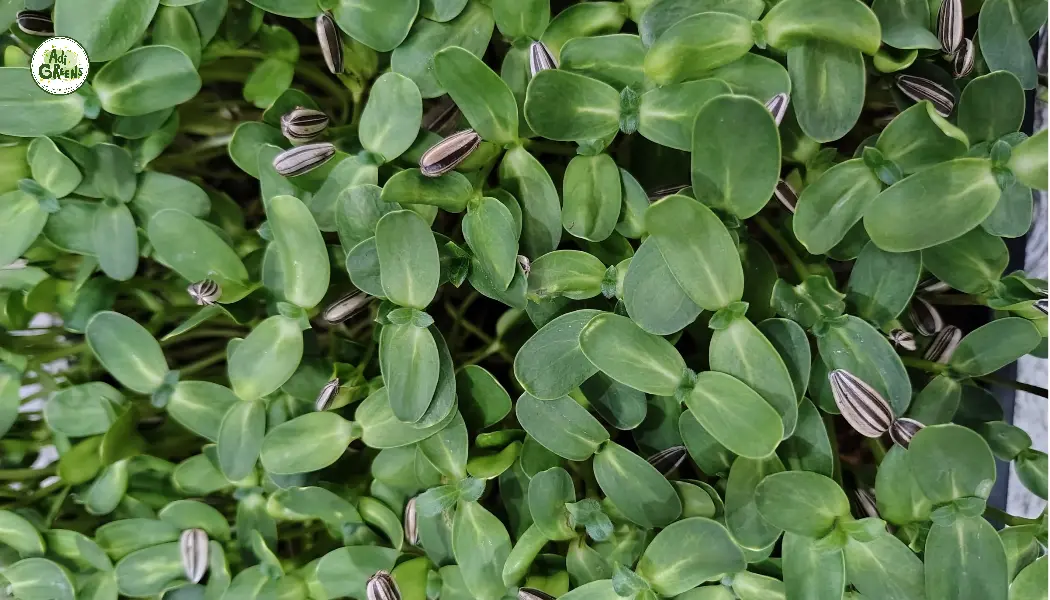 Fresh sunflower microgreens with vibrant green leaves