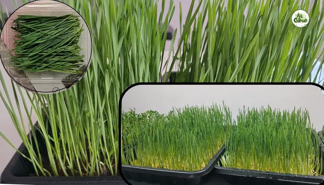 Healthy wheatgrass microgreens ready for harvest